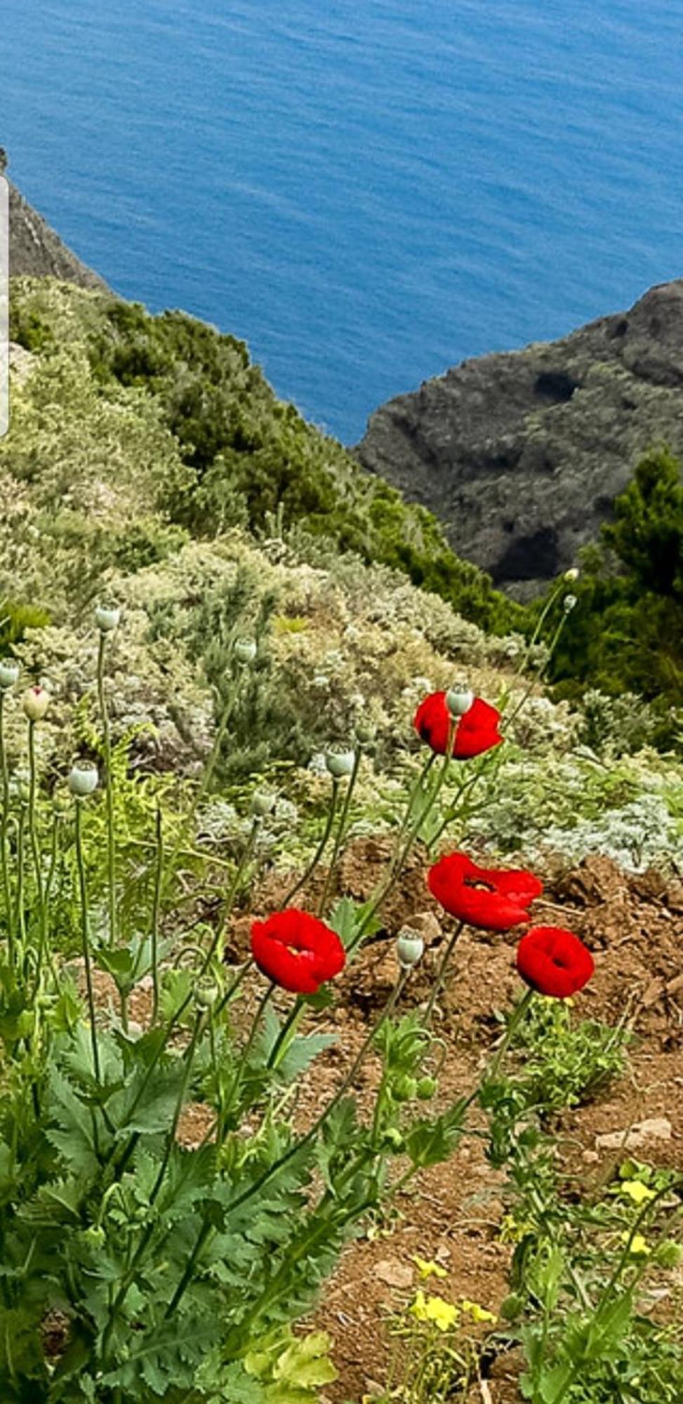 The Poppies Guest House - 100M Ocean - Private Spaces Candelaria Extérieur photo
